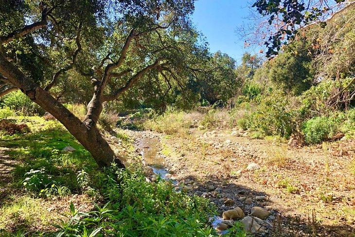 San Ysidro Creek en el Ennisbrook Preserve
