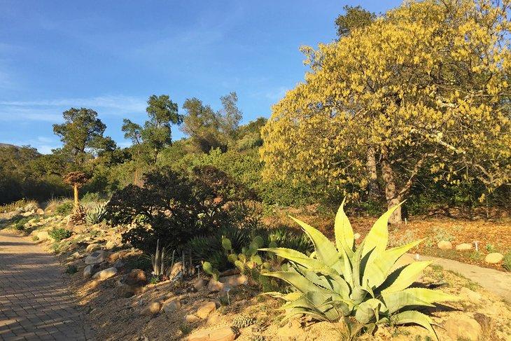 Plantas del desierto en el Jardín Botánico de Santa Bárbara