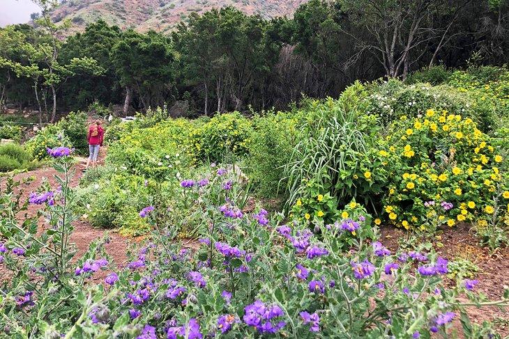 Flores silvestres de primavera en el sendero San Ysidro