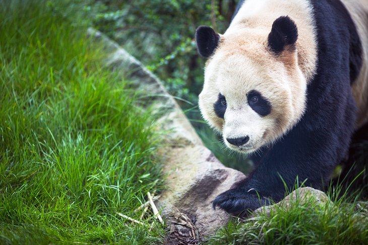 Giant Panda im Edinburgh Zoo
