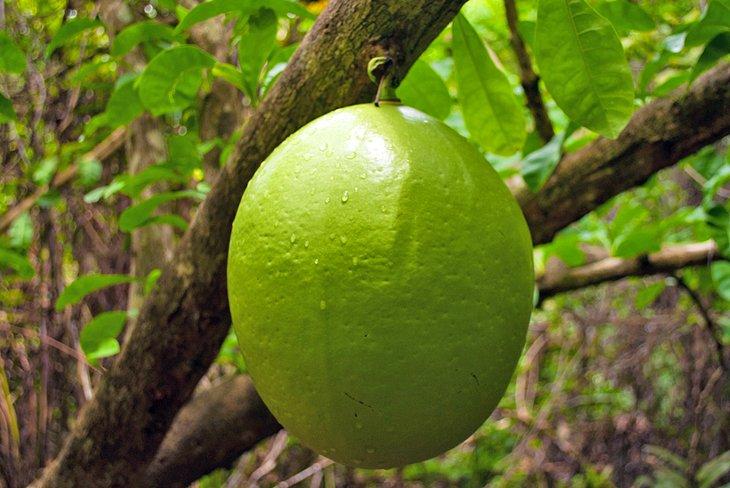 Fruits trouvés le long du Mastic Trail