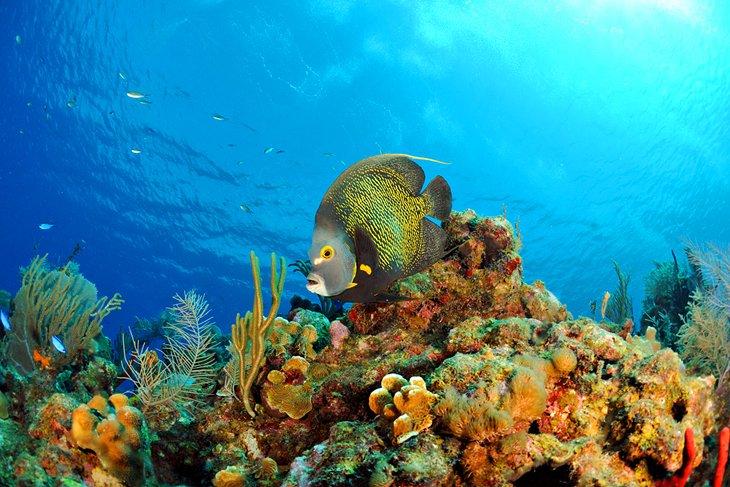 Un poisson-ange français nageant sur le récif corallien aux îles Caïmans