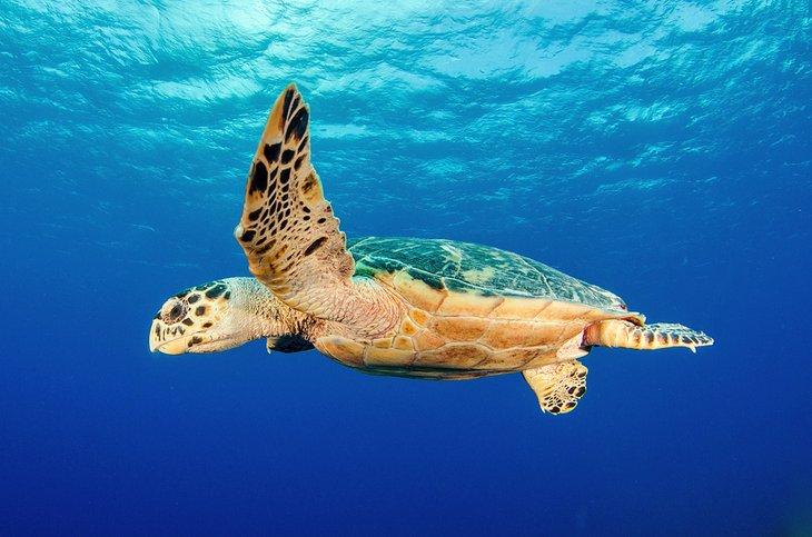 Tortues de mer nageant au large de Grand Caïman