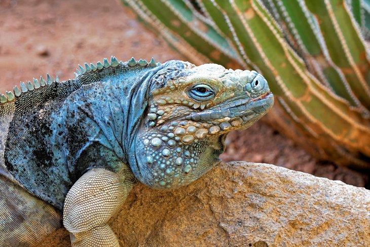 Iguane bleu sur Grand Caïman