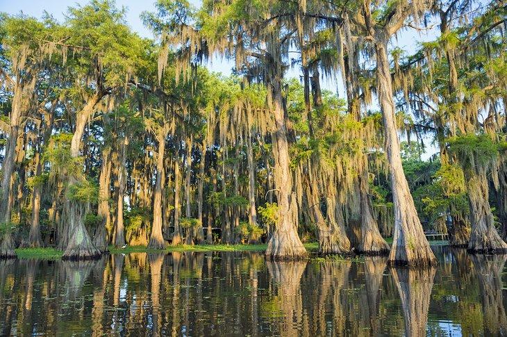 Pantano de Louisiana