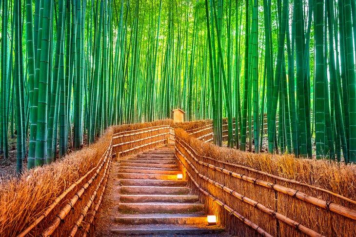 Bosque de Bambú Arashiyama