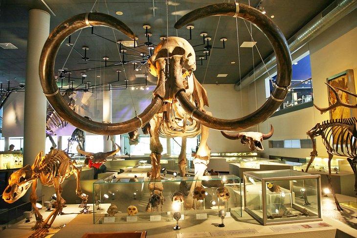 Musée de la Biodiversité Naturalis