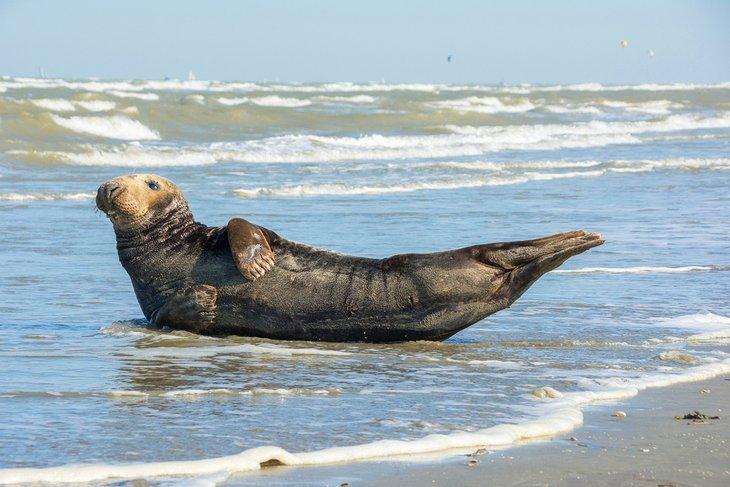 Un phoque se dorant au soleil sur la Plage d'Oostduinkerke