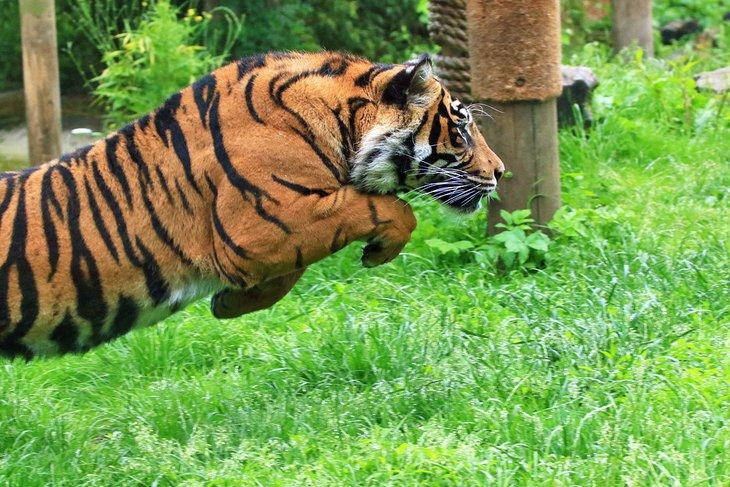 Tigre saltando en el zoológico del Resort Chessington World of Adventures