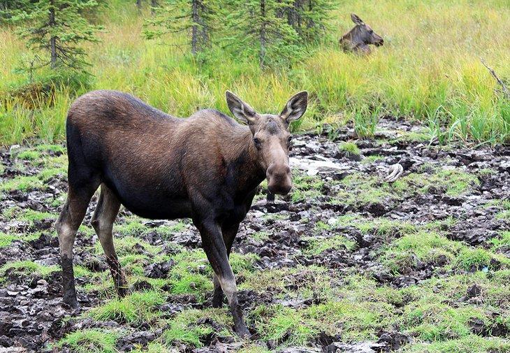 Alce en el Parque Nacional de Banff