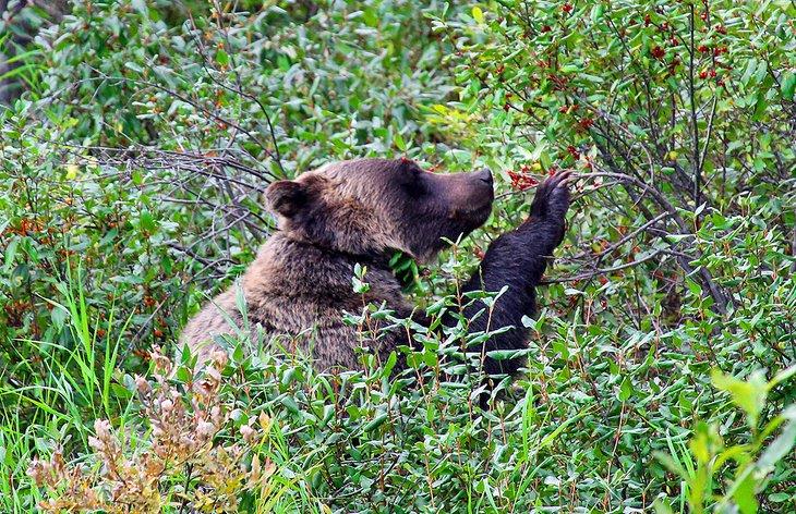 Oso grizzly en el Parque Nacional de Banff