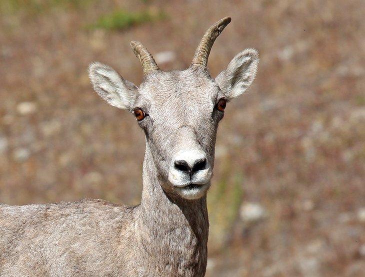 Oveja cimarrona en el Parque Nacional de Banff