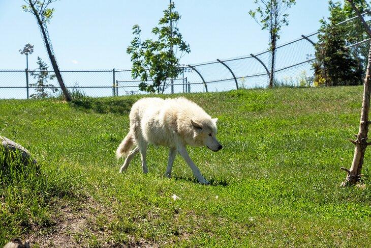 Wolf im Red River Zoo in Fargo