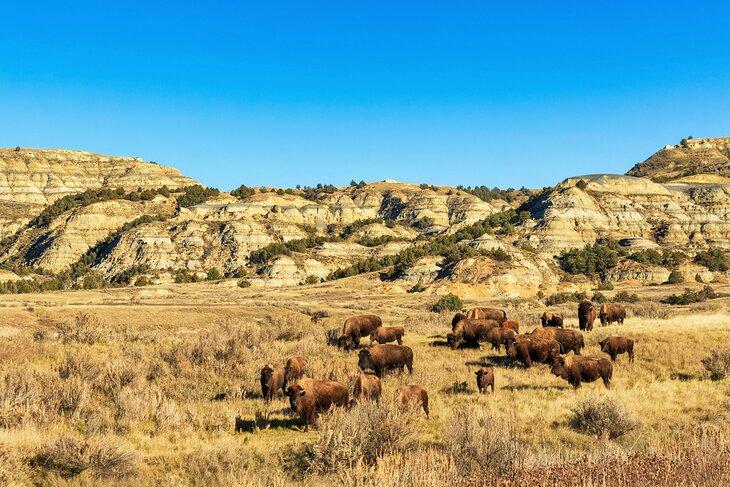Manada de bisontes en el Parque Nacional Theodore Roosevelt