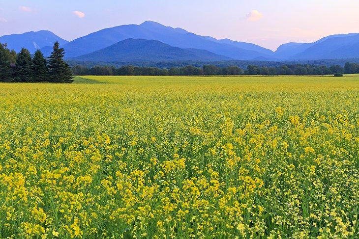 Campo de canola en la región de las Montañas Altas de los Adirondacks