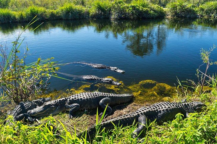 Cocodrilos en los Everglades