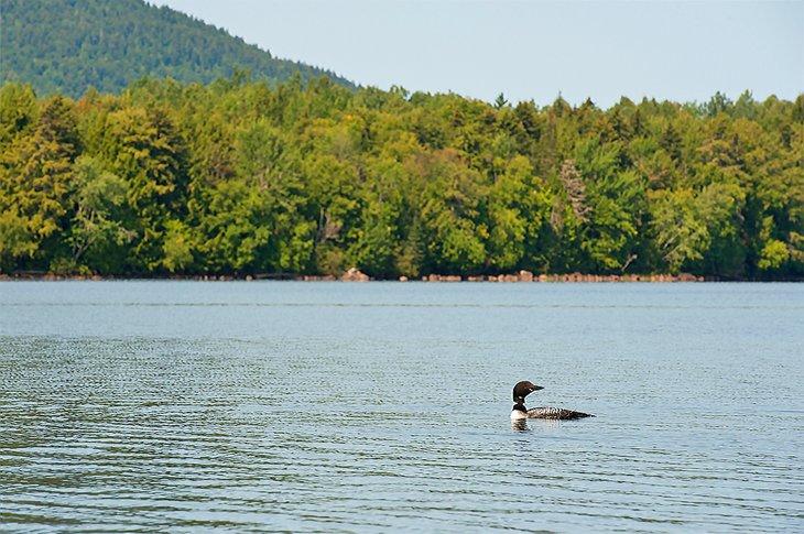 Huard commun sur le lac Umbagog