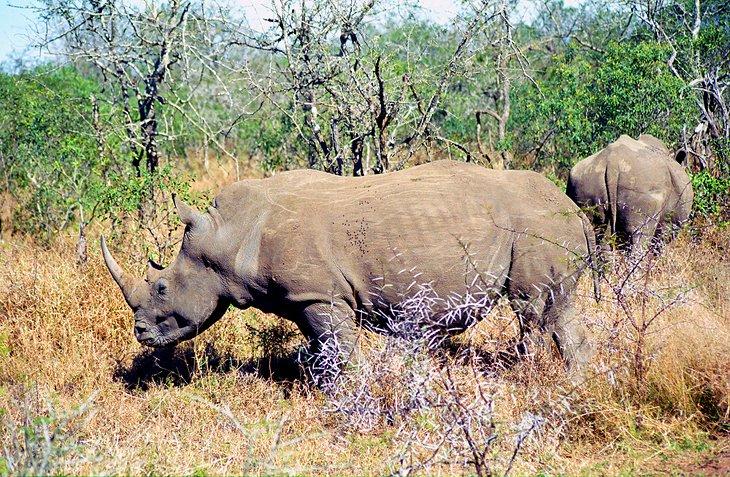 Weiße Nashörner im Mkhaya Game Reserve