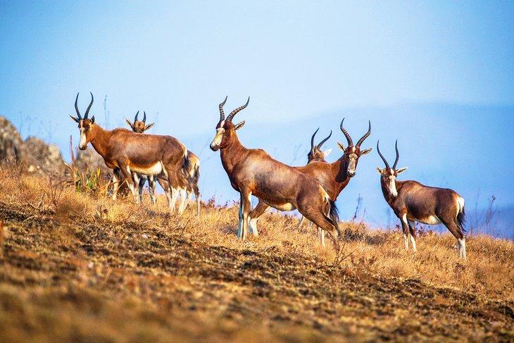 Blesbok-Antilopen im Malolotja-Naturreservat, Eswatini