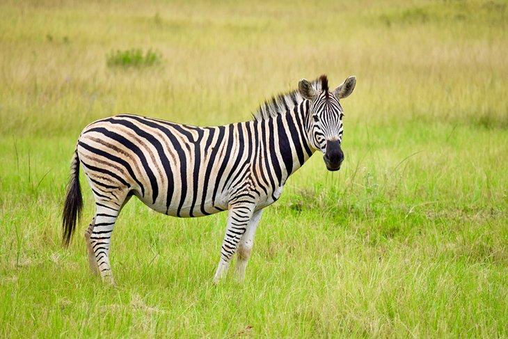 Zebra im Mlilwane Wildlife Sanctuary