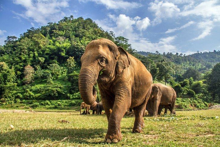 Parc Naturel des Éléphants de Chiang Mai