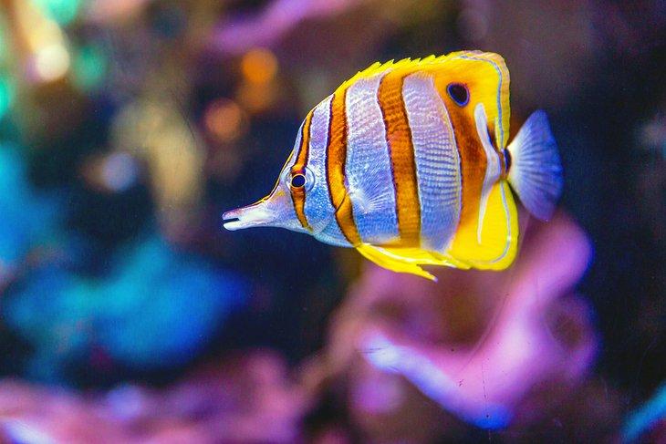 Acuario de Waikiki