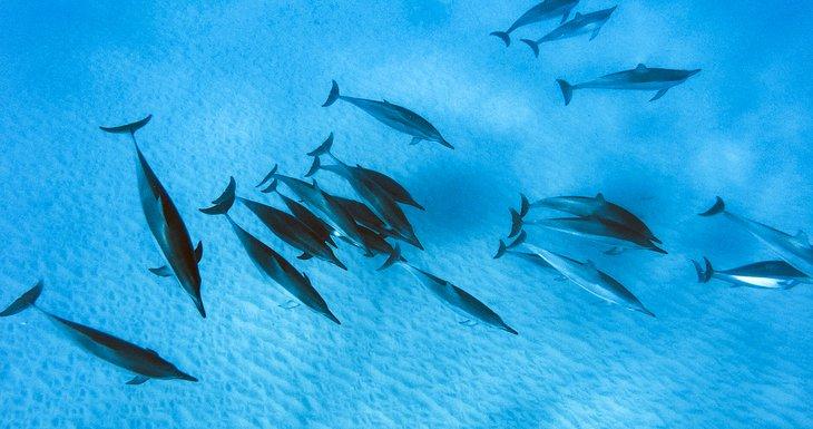 Un grupo de delfines en la Isla de Oahu