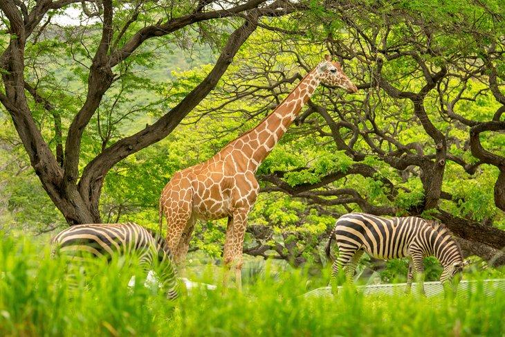 Jirafa y cebra en el zoológico de Honolulu