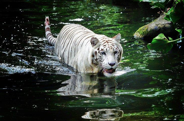 Zoológico de Singapur