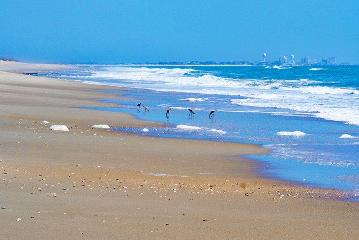 Playa de la Isla Masonboro