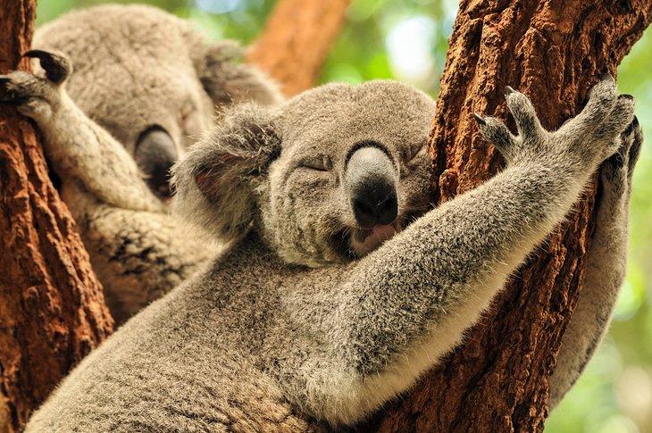 Santuario de Koalas Lone Pine
