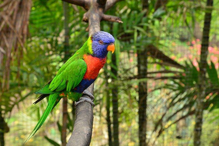 Zoo de Martinica