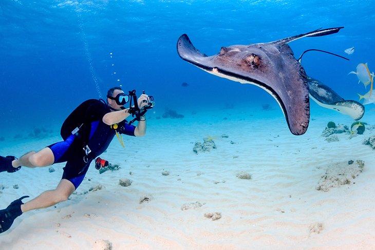 Taucher fotografiert einen Stachelrochen