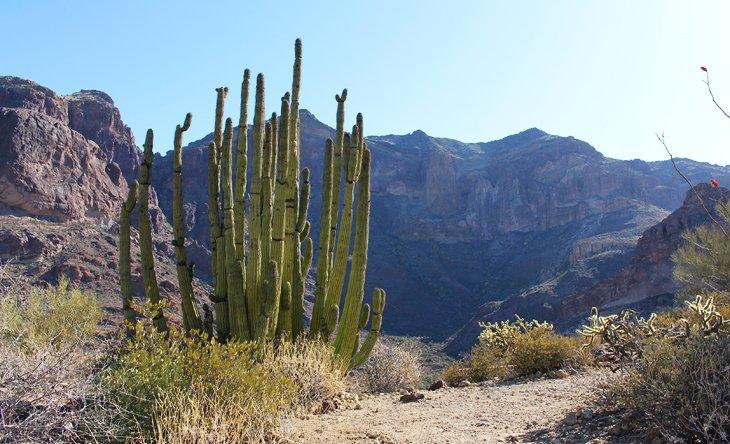 Cactus de tubo de órgano en Bull Pasture Trail