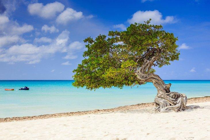 Divi divi Baum am Strand in Aruba