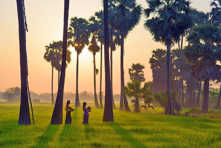 Frauen, die durch Reisfelder in Ubud, Bali gehen