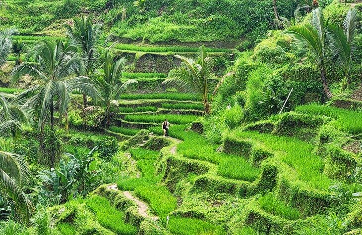 Touristen, die in Reis-Terrassen nahe Ubud spazieren