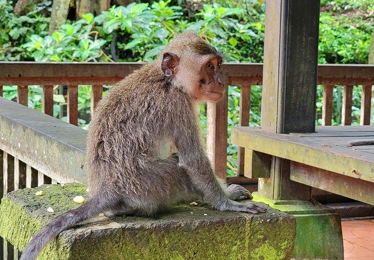 Ein Affe im Affenwald