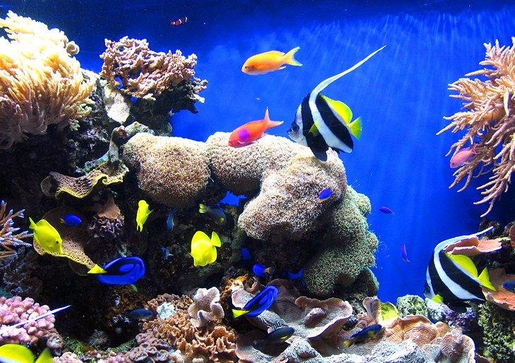 Acuario de Monterey