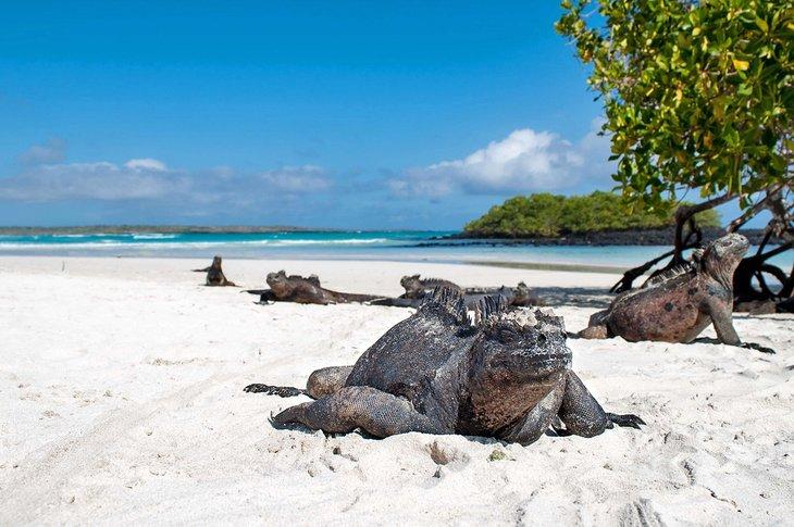 Iguanes marins se reposant sur la plage de Tortuga Bay, Îles Galapagos