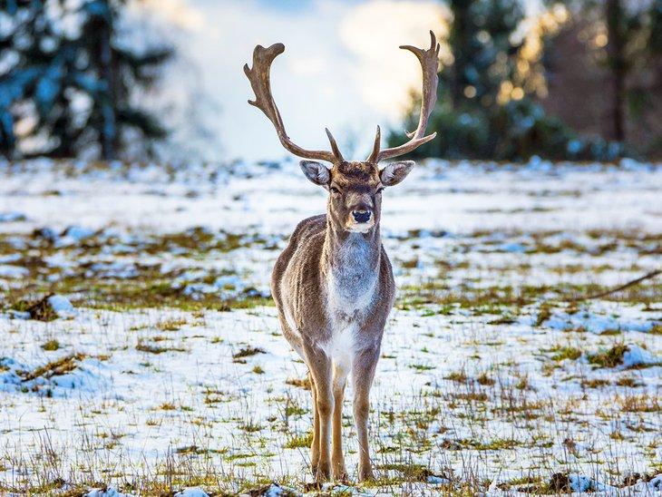 Cerfs de Sika dans la réserve de chasse de St. Linhart
