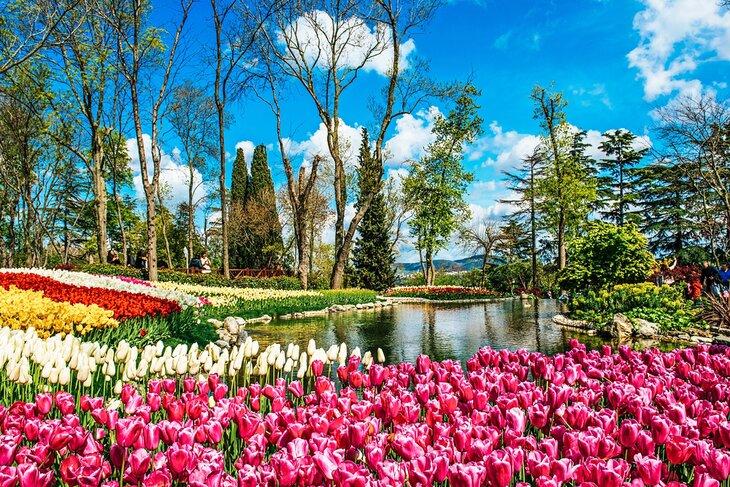 Tulipanes en el Parque Emirgan, Estambul
