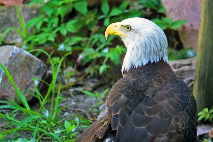 Águila calva americana en el Great Plains Zoo