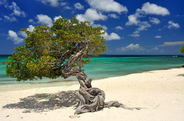Árbol fofoti en Playa Eagle
