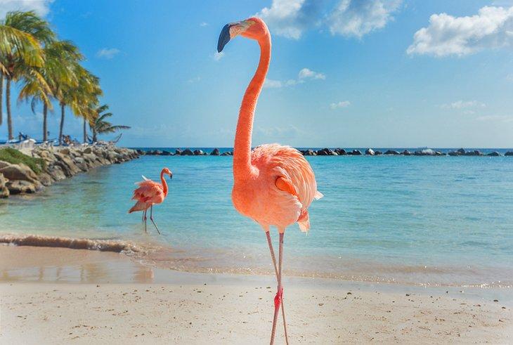Playa Flamingo