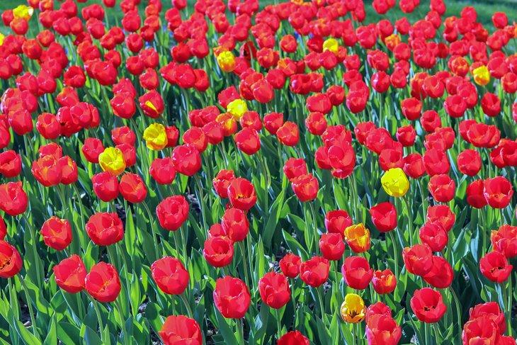 Festival de Tulipanes en Pella