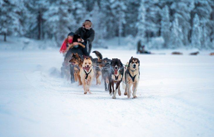Huskies tirant un traîneau à chiens à Tromsø