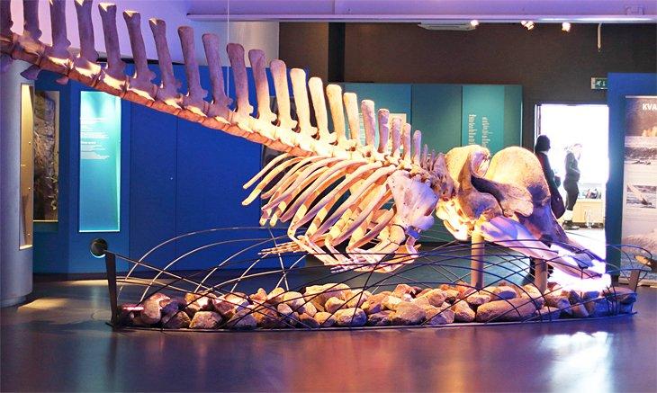 Baleine à nez de cuvier, Musée Universitaire Arctique de Norvège