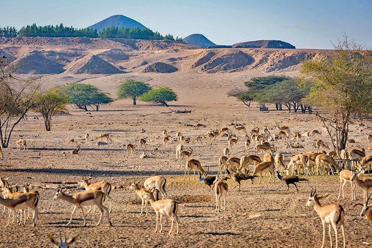 Gacelas en la Isla Sir Bani Yas