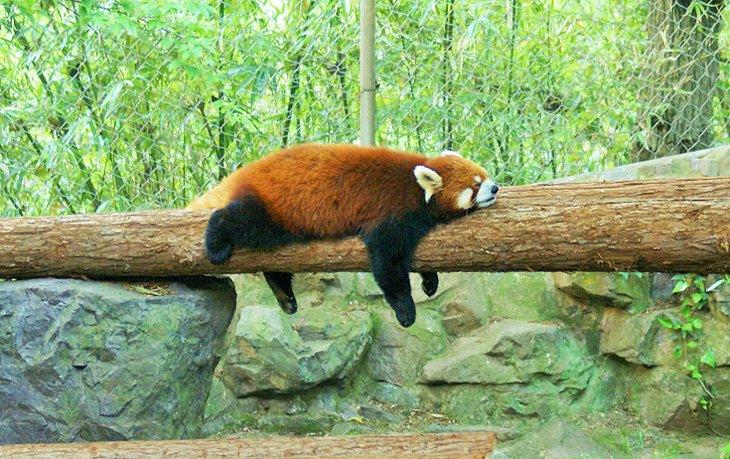 Schlafender roter Panda im Hangzhou Zoo
